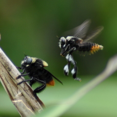 Mallophora ruficauda