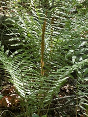 Osmundastrum cinnamomeum