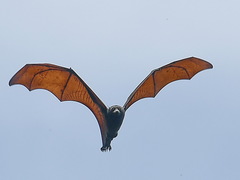 Pteropus vampyrus
