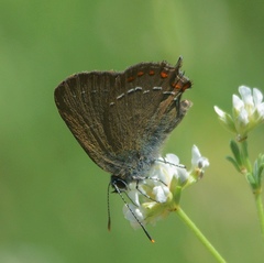 Satyrium esculi
