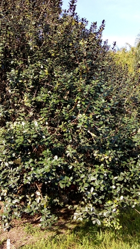 Feijoa sellowiana