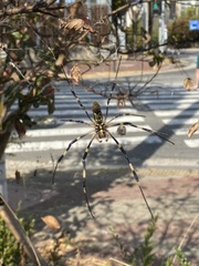 Trichonephila clavata