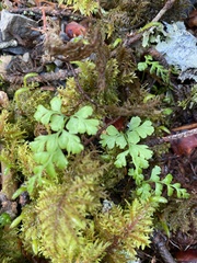 Cystopteris moupinensis