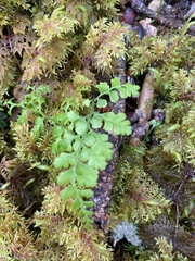 Cystopteris moupinensis