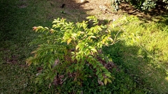 Campomanesia xanthocarpa