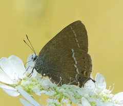 Satyrium acaciae