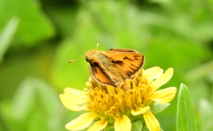 Hylephila phyleus