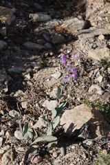 Penstemon pachyphyllus congestus