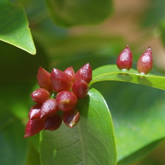 Clinodiplosis profusa