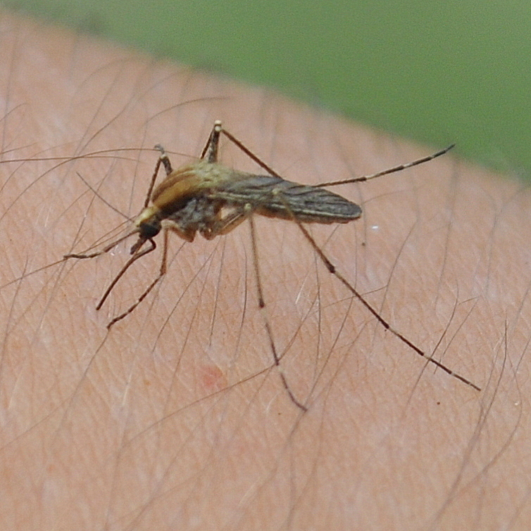 Aedes albifasciatus