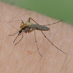 Aedes albifasciatus