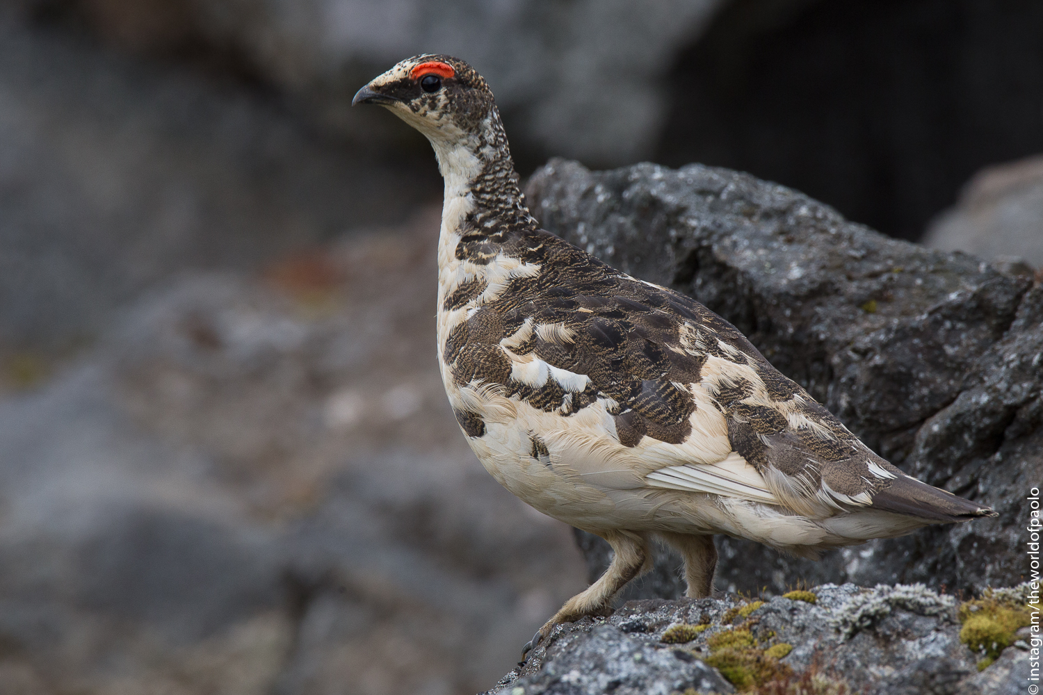 Rock Ptarmigan (Lagopus muta)