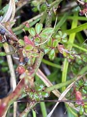 Rosa sericea morrisonensis