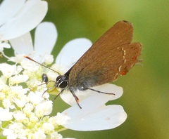 Satyrium esculi