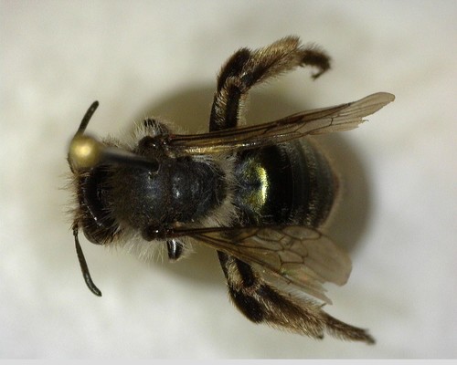 iNaturalist observation photo of Caerulean Miner Bee