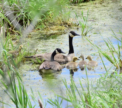 Canada Goose photographed in Vermont