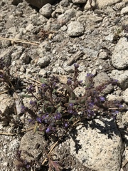 Phacelia humilis