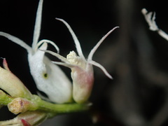 Astragalus pattersonii
