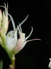Astragalus pattersonii