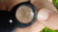 Poa sylvestris