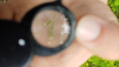 Poa sylvestris