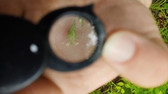 Poa sylvestris