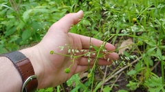 Poa sylvestris