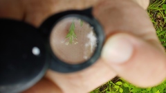Poa sylvestris