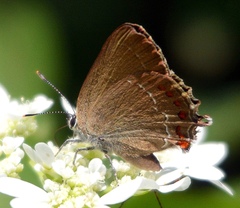 Satyrium esculi
