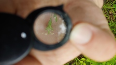 Poa sylvestris