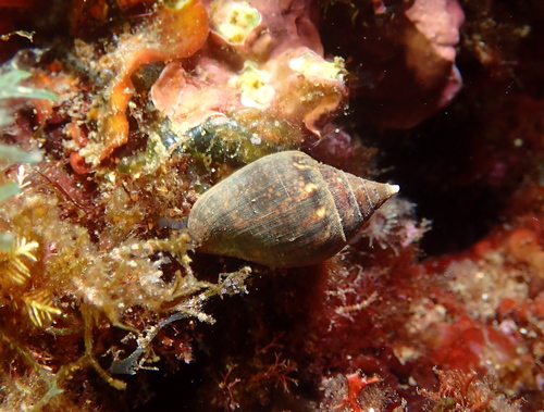 Columbella rustica