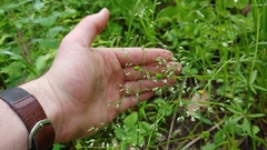 Poa sylvestris