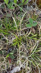 Carex tonsa