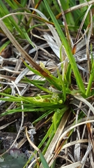 Carex tonsa