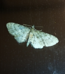 Eupithecia haworthiata