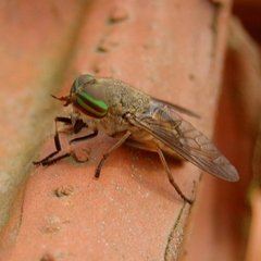 Dicladocera