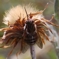 Fidena
