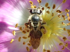 Andrena crataegi