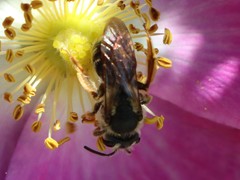 Andrena crataegi