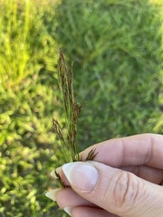 Rhynchospora inexpansa