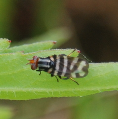 Pterotaenia