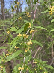 Heimia salicifolia