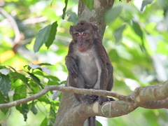 Macaca fascicularis philippensis