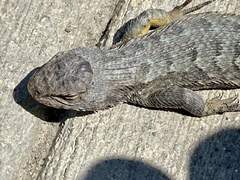 Sceloporus occidentalis