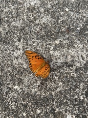 Dione vanillae