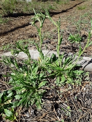 Crucihimalaya bursifolia