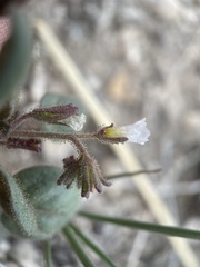 Phacelia incana