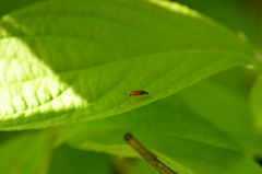 Rhinocapsus vanduzeei