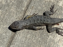 Sceloporus occidentalis