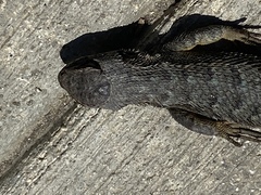 Sceloporus occidentalis
